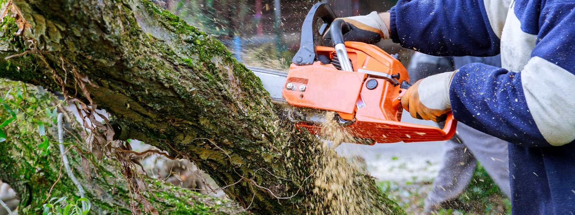 Comment choisir le bon moment pour &eacute;laguer selon les esp&egrave;ces d&rsquo;arbres ? Ingersheim