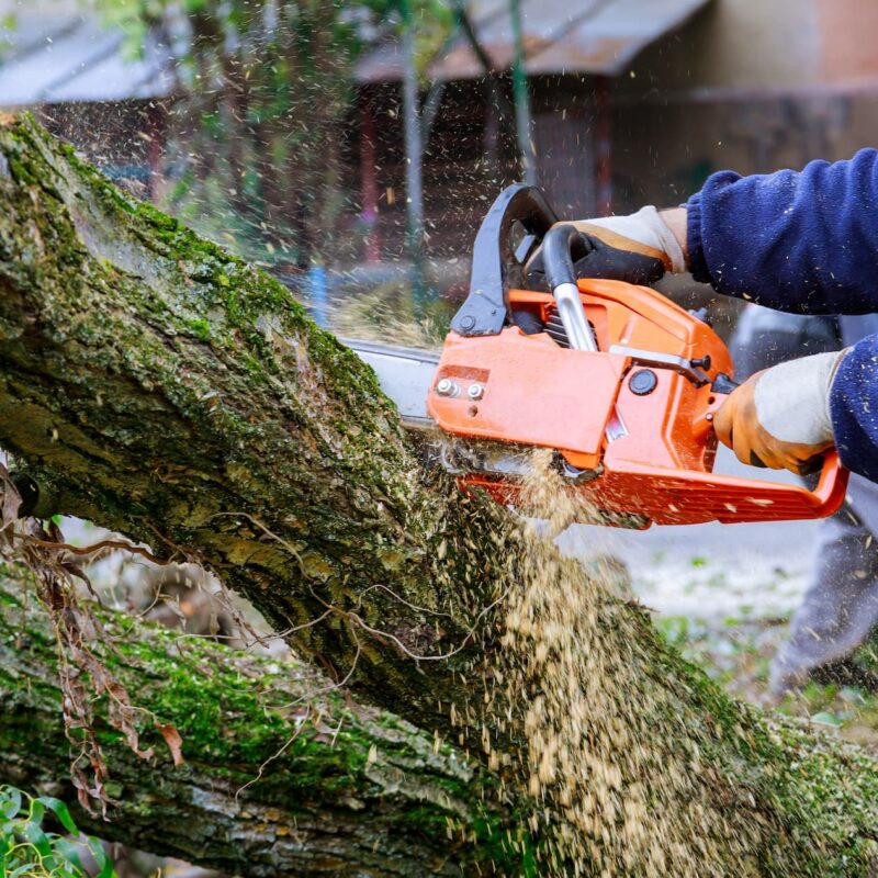 Comment choisir le bon moment pour &eacute;laguer selon les esp&egrave;ces d&rsquo;arbres ? Ingersheim