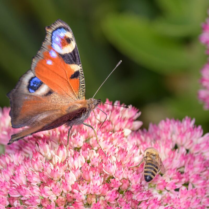 Comment int&eacute;grer la biodiversit&eacute; dans un am&eacute;nagement ext&eacute;rieur moderne ? Colmar