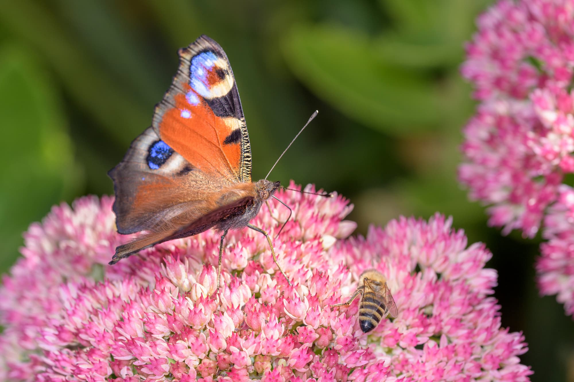 Comment int&eacute;grer la biodiversit&eacute; dans un am&eacute;nagement ext&eacute;rieur moderne ? Colmar