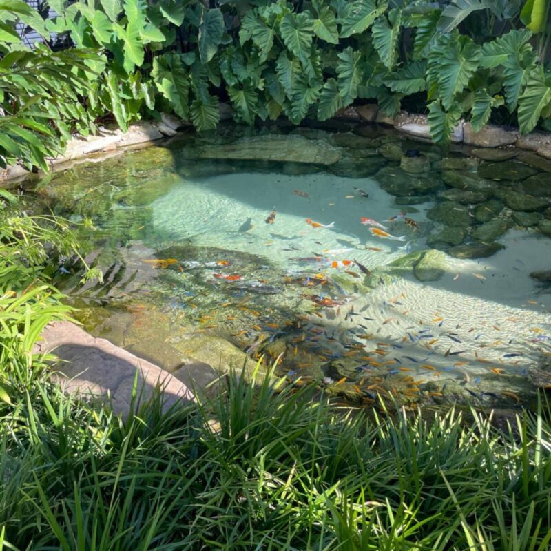 WHATSAPP IMAGE 2026 01 28 AT 13.35.091 800X800 | www.jardin-design-68.fr Création de lagon privé Gérardmer 7